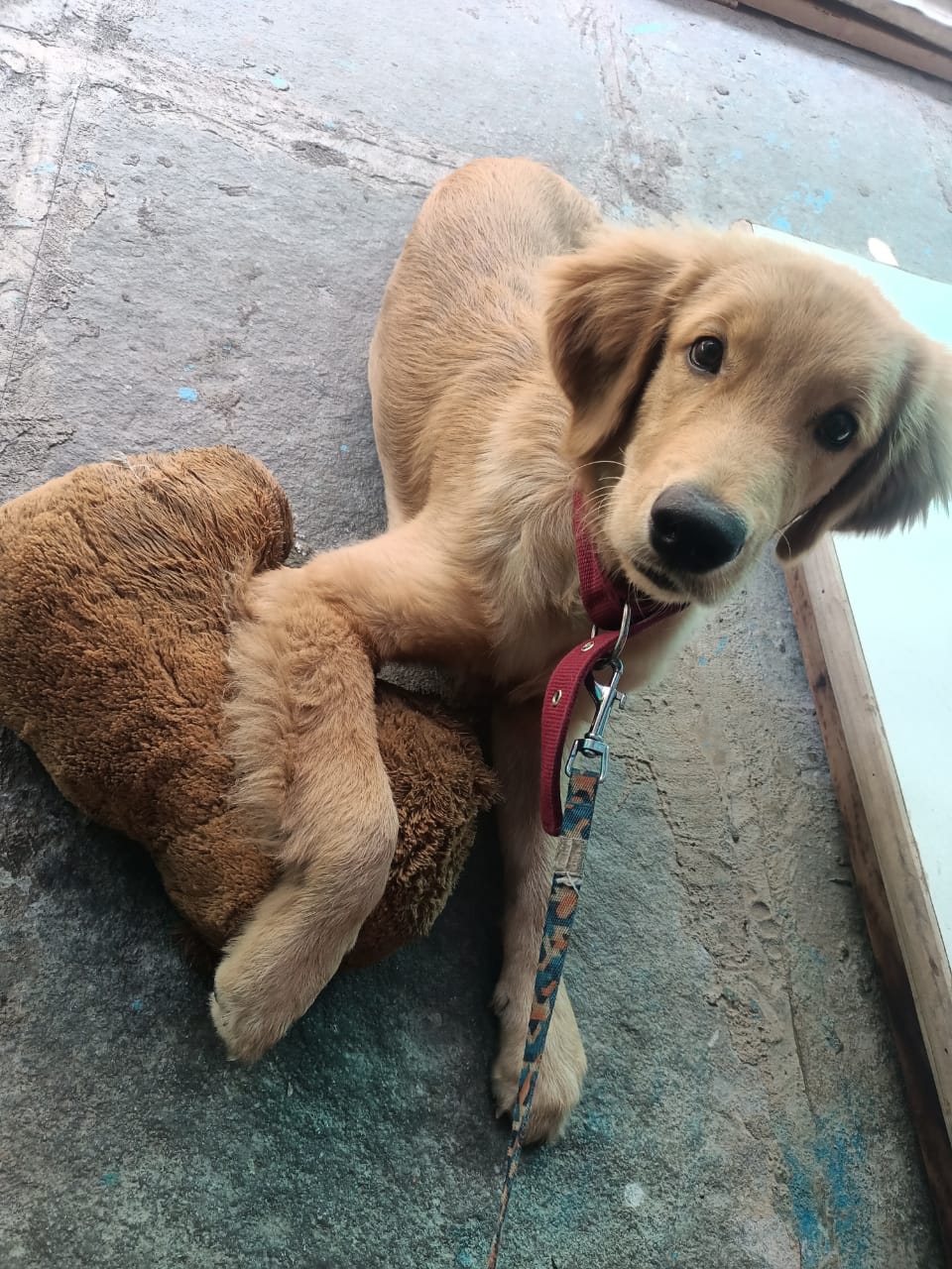 For Pure Breed Golden Retriever Male 6 months old	